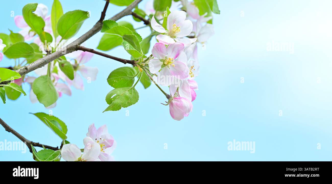 Rosa Apfelbaum blüht im Frühling. Stockfoto
