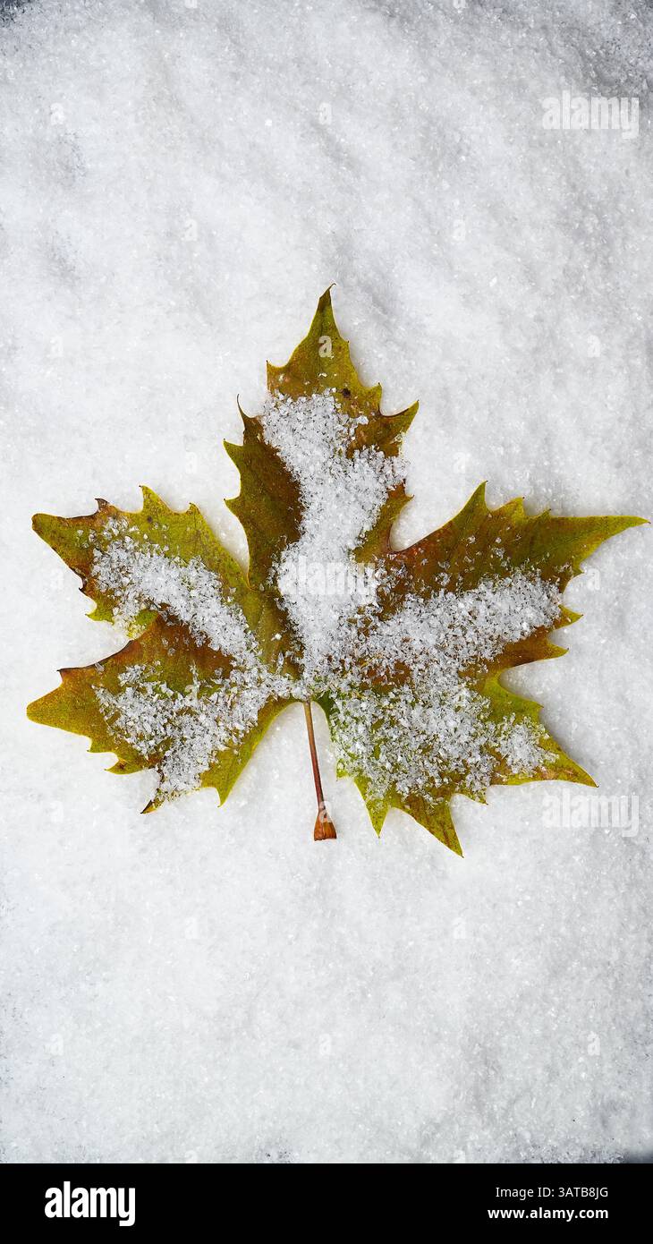 Ein Ahornblatt mit kaltem Eisschnee und Schneeflocken, ein Symbol für Kanada Winterurlaub. Stockfoto