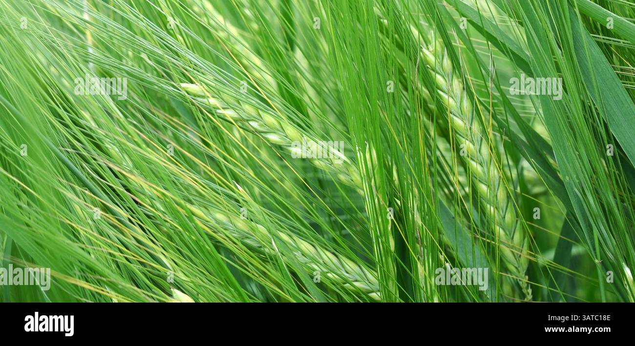 Gerstenfähre in einem sommerlichen Gerstenfeld als Panorama. Landwirtschaft und Landwirtschaft. Stockfoto