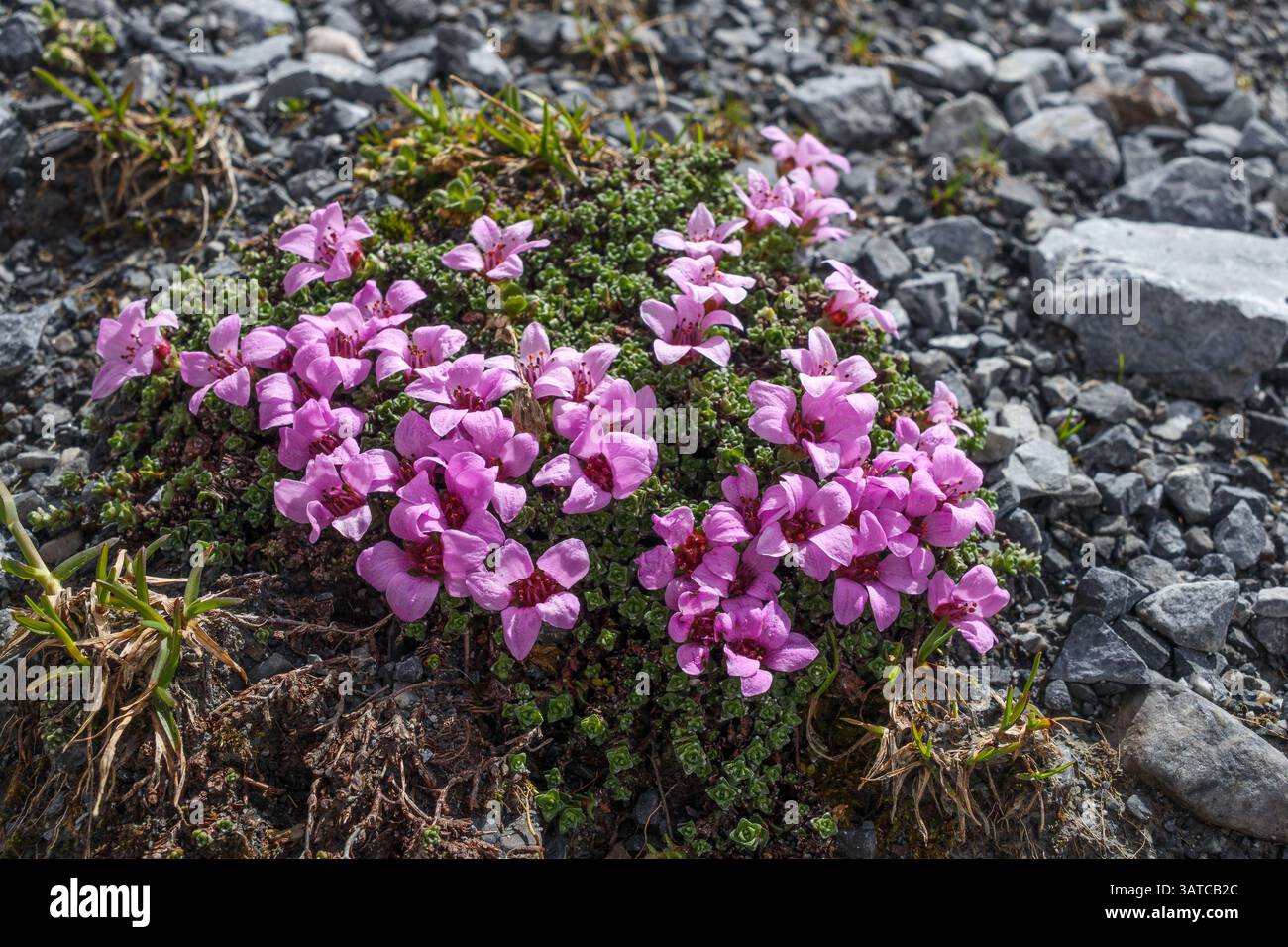 Saxifraga oppositifolia. Die Alpenflora des Zebrù-Tals in der Ortles-Cevedale-Berggruppe. Italienische Alpen. Europa. Stockfoto
