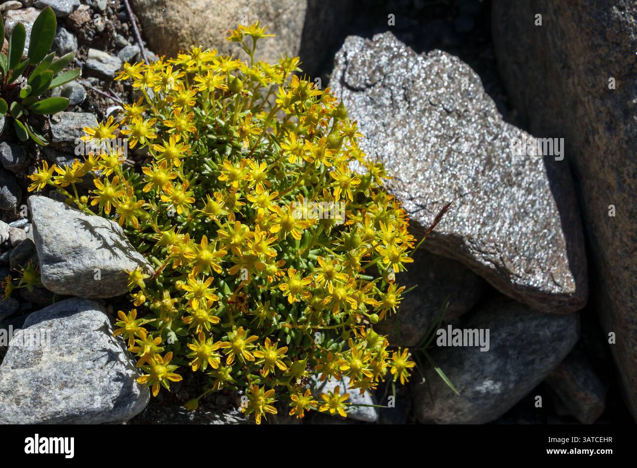 Saxifraga aizoides (gelbe Bergsaxifrage / gelbe Saxifrage) auf glazialen Moränengesteinen. Bergblumen. Glockner-Gruppe. Österreichische Alpen. Europa. Stockfoto
