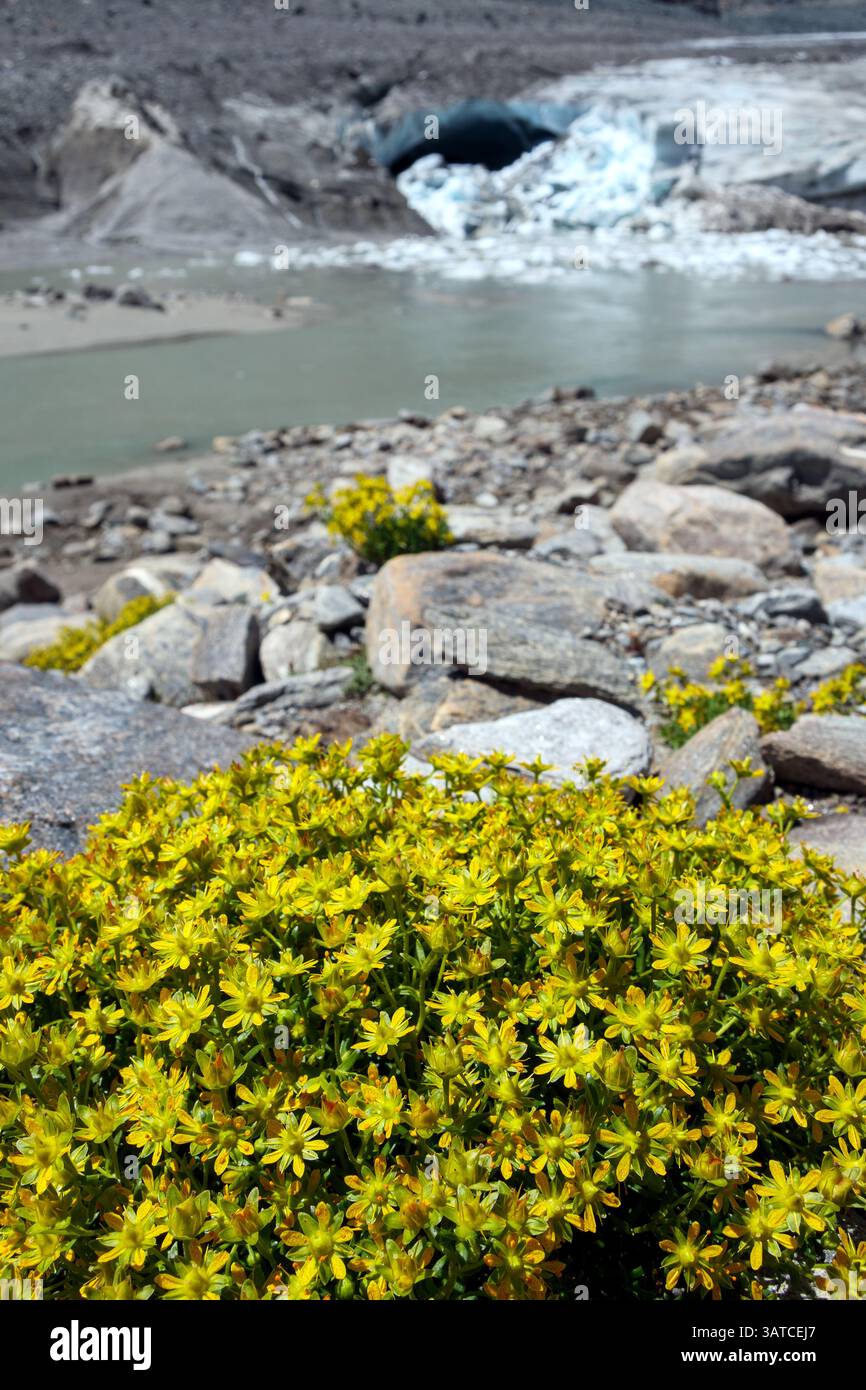 Saxifraga aizoides (gelbe Bergsaxifrage / gelbe Saxifrage) auf glazialen Moränengesteinen. Bergblumen. Glockner-Gruppe. Österreichische Alpen. Europa. Stockfoto