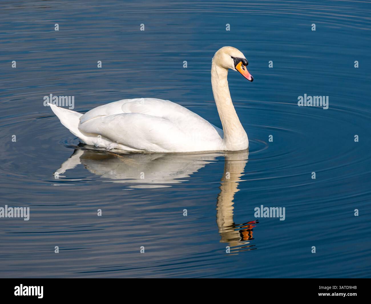 Erwachsene stumme Schwäne (Cygnus olor) schwimmen in einem Teich oder See reflektiert im blauen Wasser, Schottland, Großbritannien Stockfoto