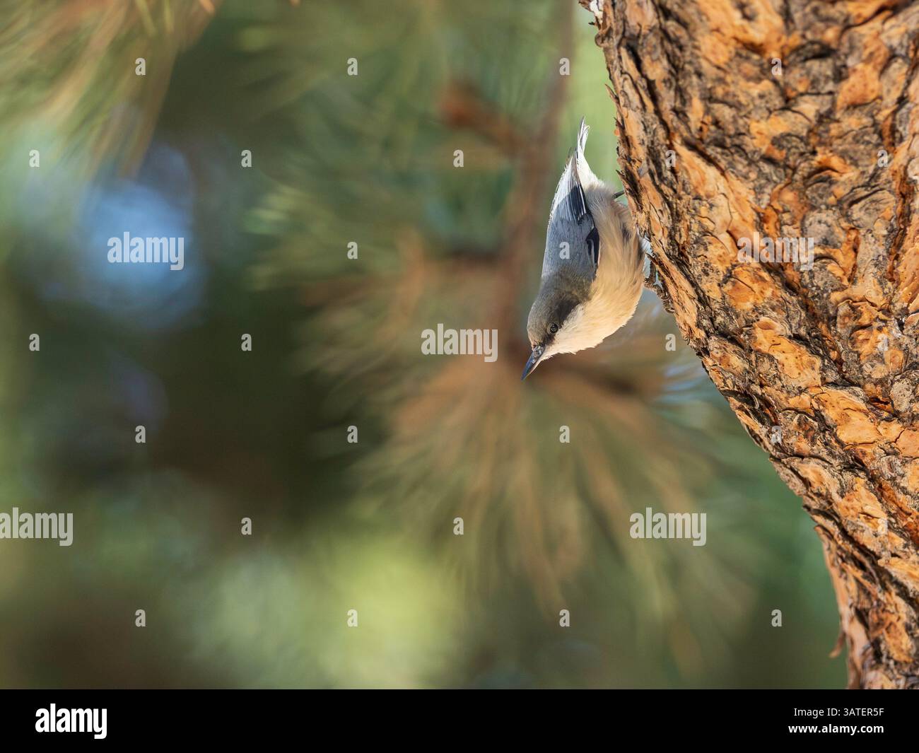 Pygmy Nuthatch in einem Baum in Colorado Stockfoto