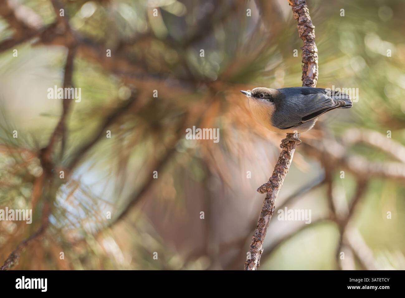 Pygmy Nuthatch in einem Baum in Colorado Stockfoto