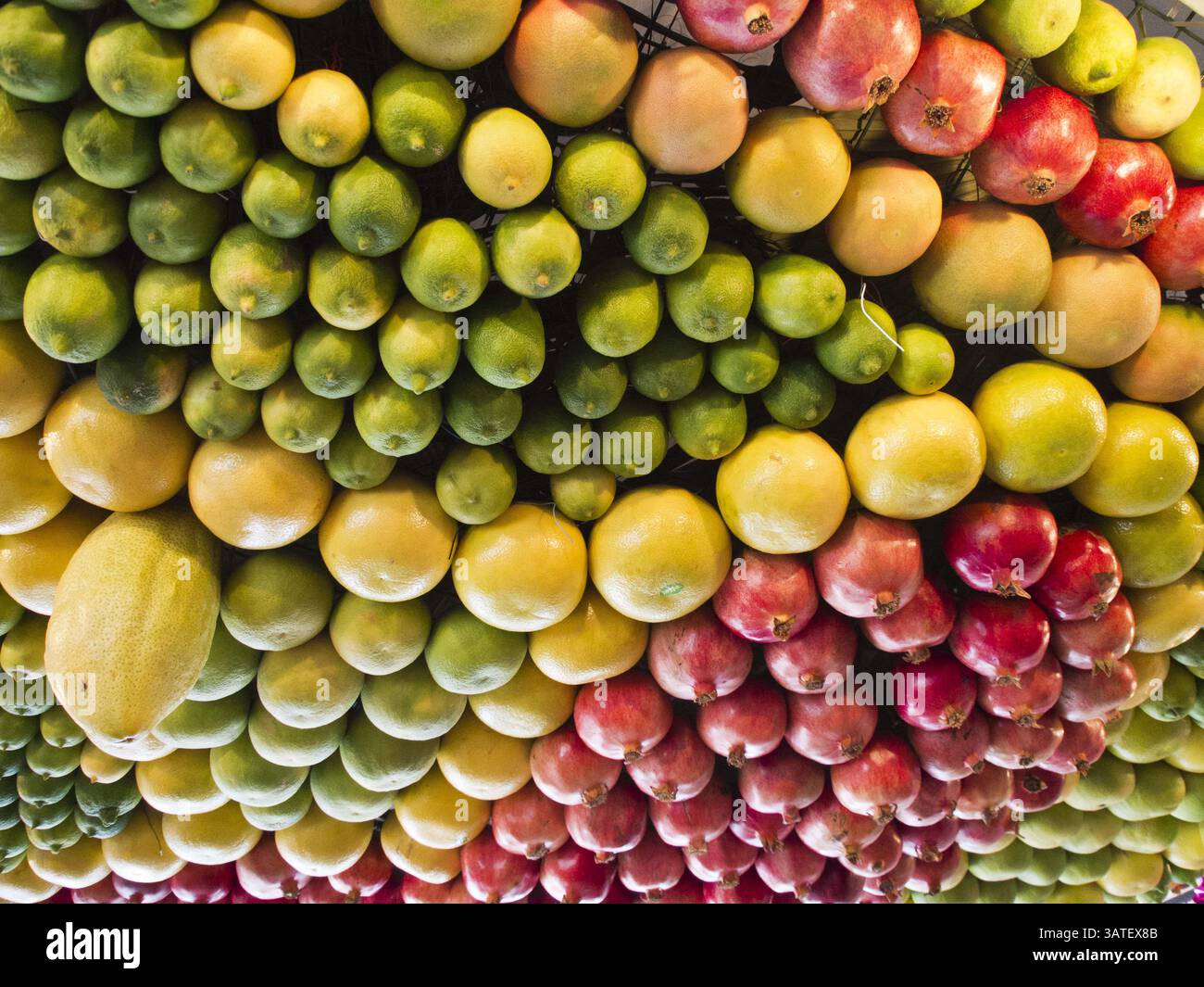 21. Oktober 2013 - Kfar Luza, Israel - anlässlich des Feiertags Sukkoth haben Samaritaner ihre Tabernakel drinnen gebaut, im Gegensatz zur Outdoor-Tradition im Judentum, aufgrund der byzantinischen Verfolgung vor 1600 Jahren. Mit einer Bevölkerung von nur 750 Menschen in Kfar Luza hat die samaritanische ethnische religiöse Gruppe kürzlich ihren Männern erlaubt, nicht-samaritanische Frauen zu heiraten. Acht Bräute wurden in der Ukraine und zwei in der Türkei gefunden. (Kreditbild: © Nir Alon/ZUMAPRESS.com) Stockfoto