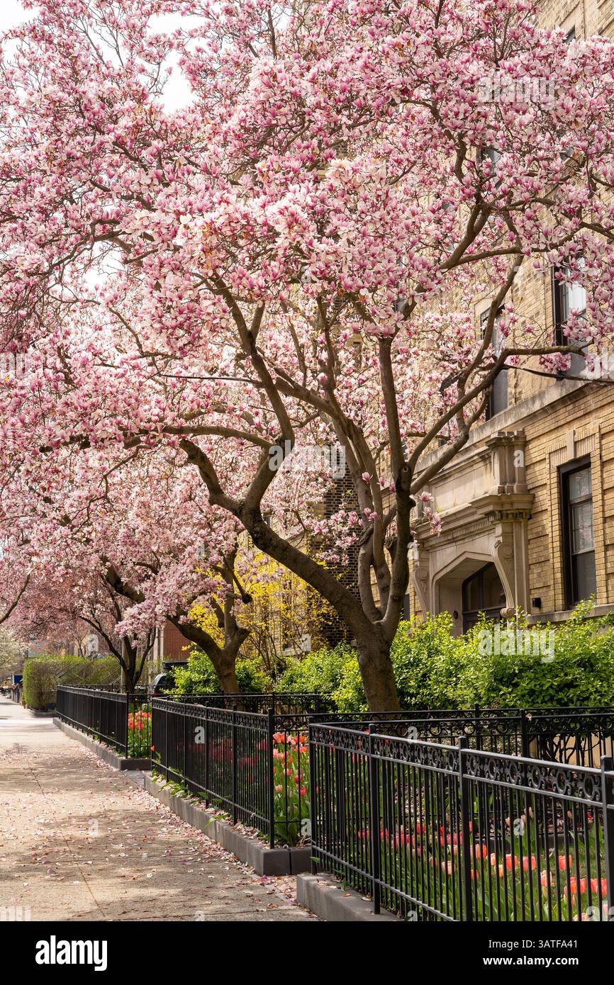 Rosafarbene Magnolienbäume säumen die Gehwege von Hoboken und verleihen dem Straßenbild unter den historischen Gebäuden unter dem sanften Licht des April lebhafte Frühlingsfarben. Stockfoto
