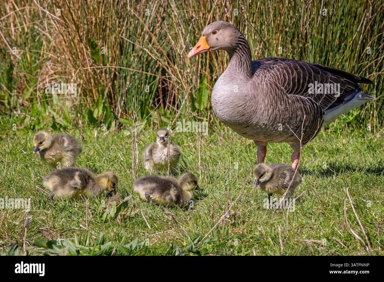 Nahaufnahme einer erwachsenen Greylag-Gans mit einer Gruppe sehr junger Gänse Stockfoto