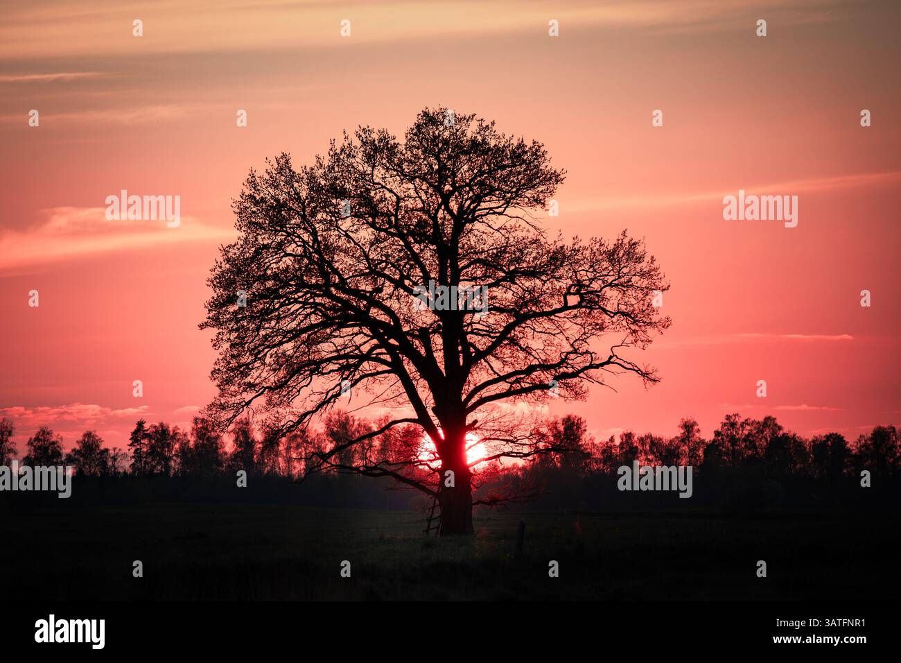 Eine eindrucksvolle Szene einer großen Eiche, die sich vor einem leuchtend roten Himmel mit der untergehenden Sonne direkt hinter dem dicken Stamm bildet. Stockfoto