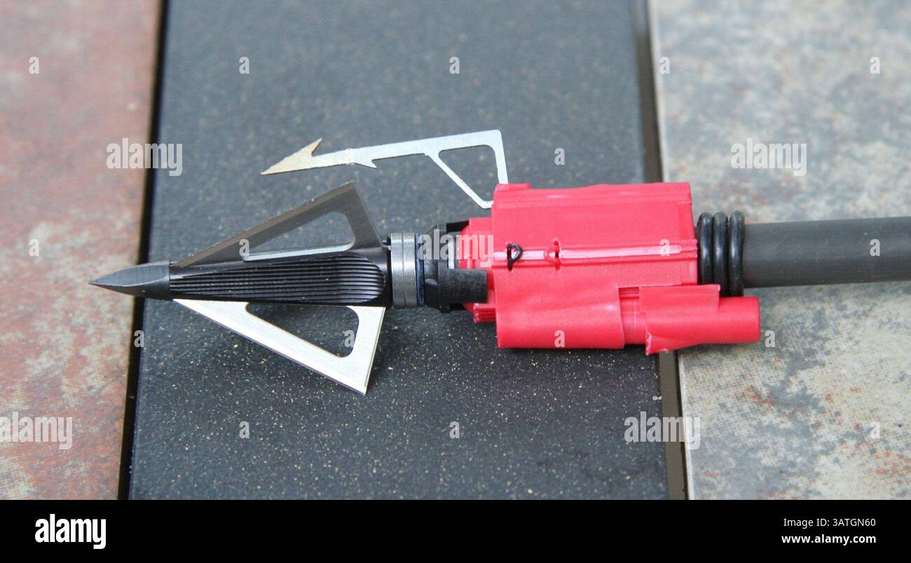 7. September 2013 - Lecompton, KS, USA - Ein Game Vector System wird hinter einem Breitkopf befestigt und klebt am Fell eines Tieres, während der Pfeil weiter geht. (Kreditbild: © Michael Pearce/MCT/ZUMAPRESS.com) Stockfoto
