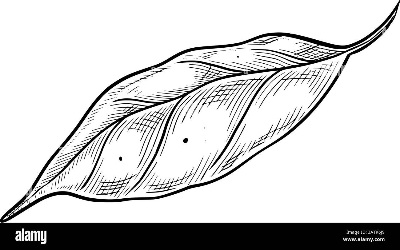 Strichgrafik Vektor-Illustration eines Blattes. Schwarzweißzeichnung der Zitronenpflanze mit schwarzer Tinte im Stich für botanische Drucke, Öko-Branding oder Kräuterrezepte. Ätzen für Symbol oder Logo. Stock Vektor