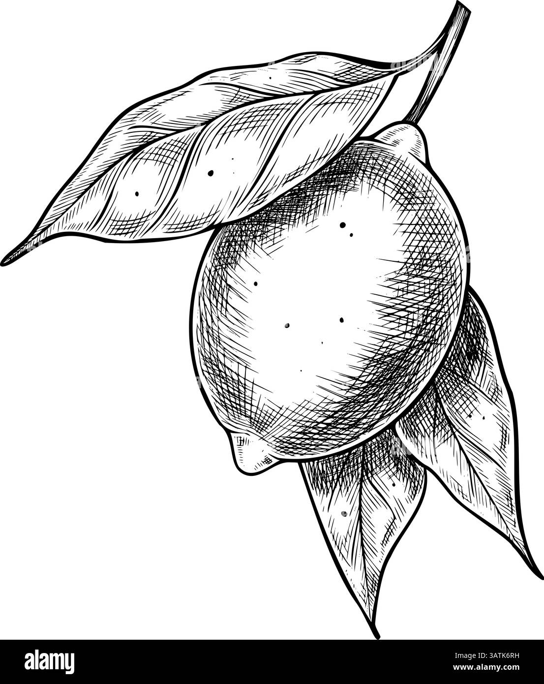 Schwarz-weiße Vektor-Illustration einer Zitrone mit Blättern im Vintage-Stilstil. Botanische lineare Zeichnung von Zweigen mit Zitrusfrüchten für kulinarische Menüdesigns oder Kochbücher. Retro-Ätzen. Stock Vektor