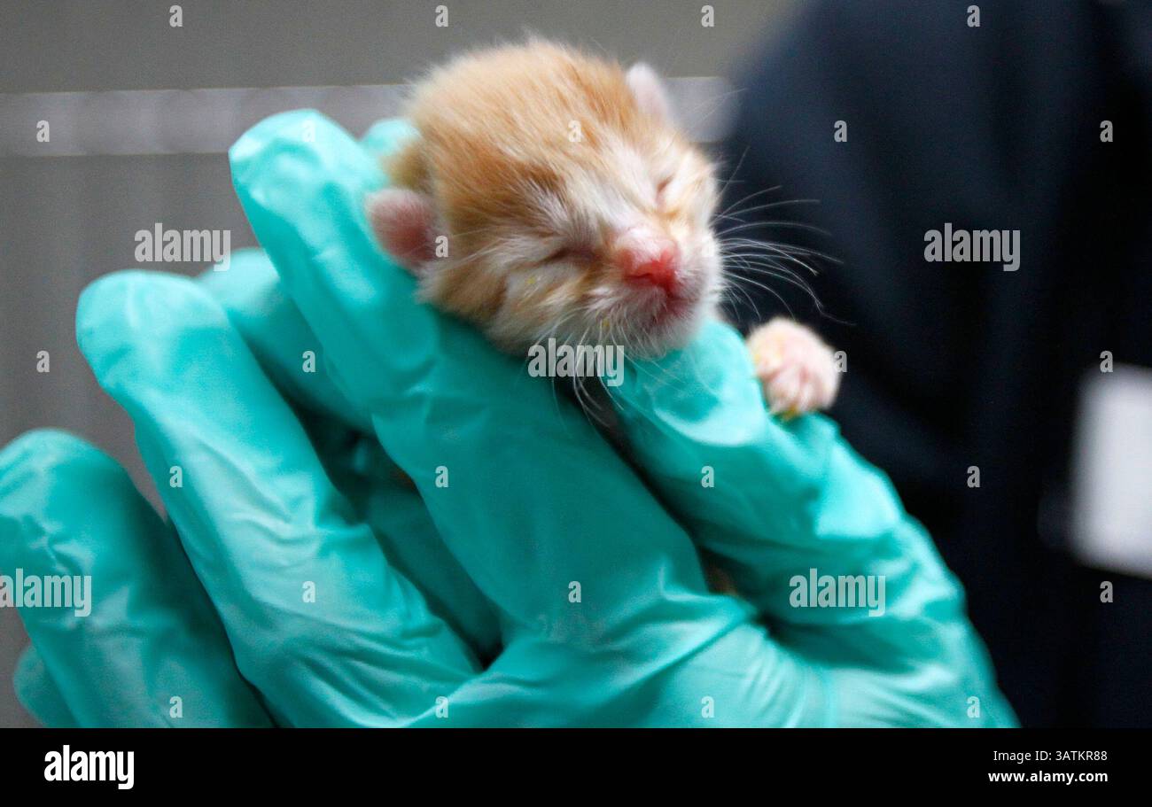 10. April 2016 - San Diego, CA, USA - SAN DIEGO, CA - 10. APRIL 2015 - | Peanut Butter, ein mittlerweile einwöchiges Kätzchen wird in der Kitten Kinderstube der San Diego Humane Society behandelt. Die Öffentlichkeit besuchte die Kinderstube Kitten, um einen Blick hinter die Kulissen zu werfen, was in die Pflege der Katzen geht, bevor sie zur Adoption aufsteigen. (Bild: © K.C. Alfred/U-T San Diego via ZUMA Wire) Stockfoto