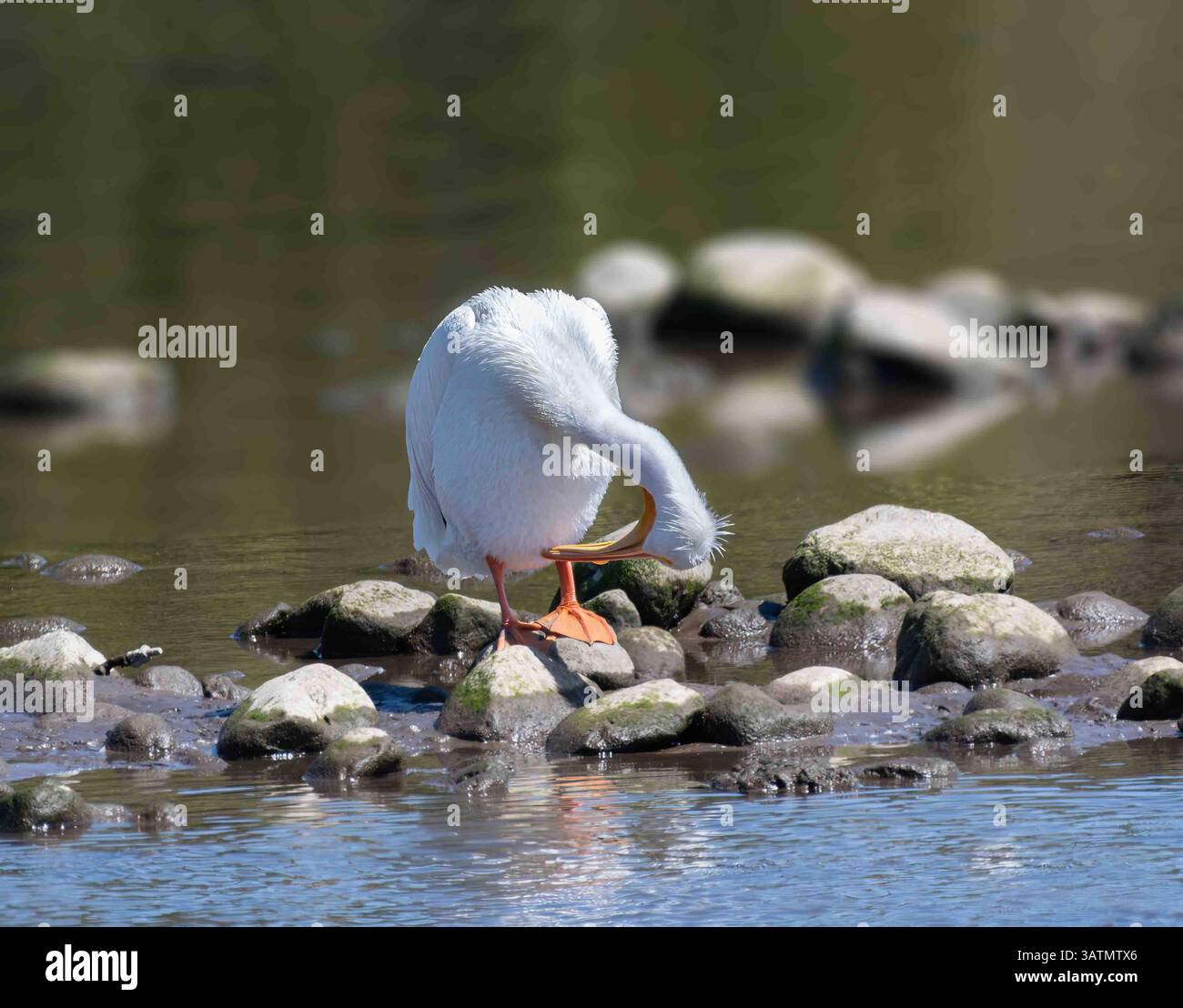 Amerikanischer weißer Pelikan (Pelecanus erythrorhynchos) in der Malibu Lagune--State Beach USA Stockfoto