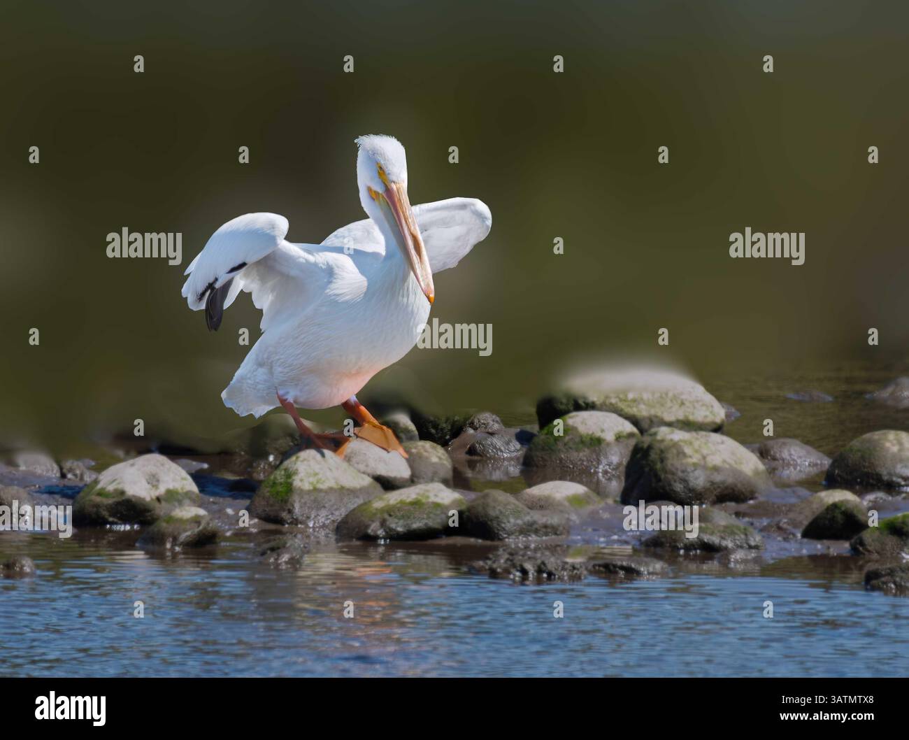 Amerikanischer weißer Pelikan (Pelecanus erythrorhynchos) in der Malibu Lagune--State Beach USA Stockfoto