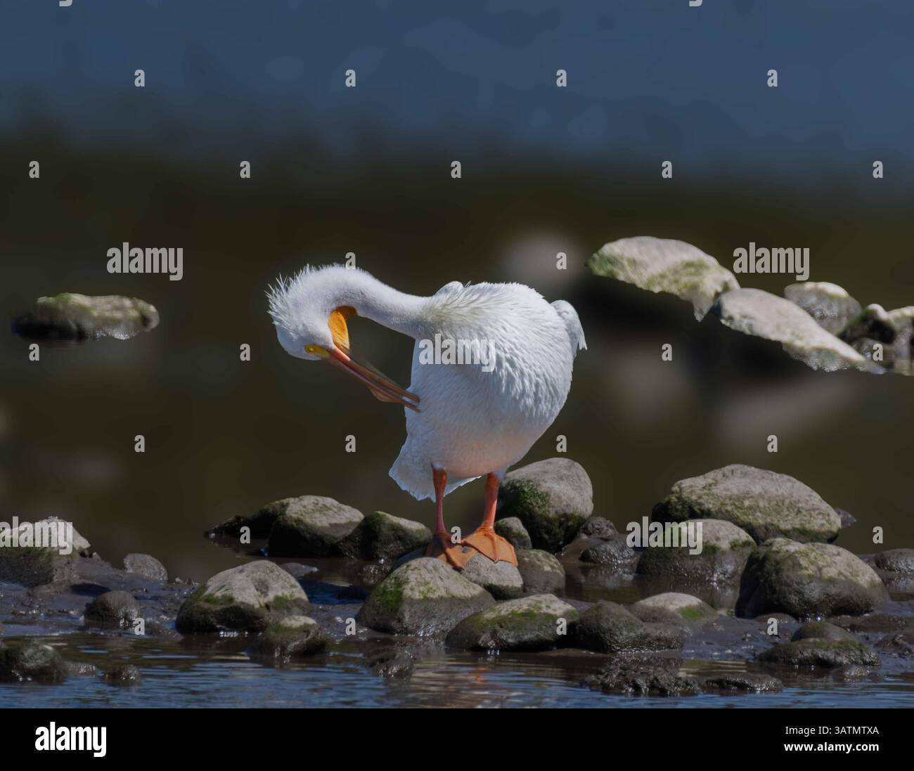 Amerikanischer weißer Pelikan (Pelecanus erythrorhynchos) in der Malibu Lagune--State Beach USA Stockfoto