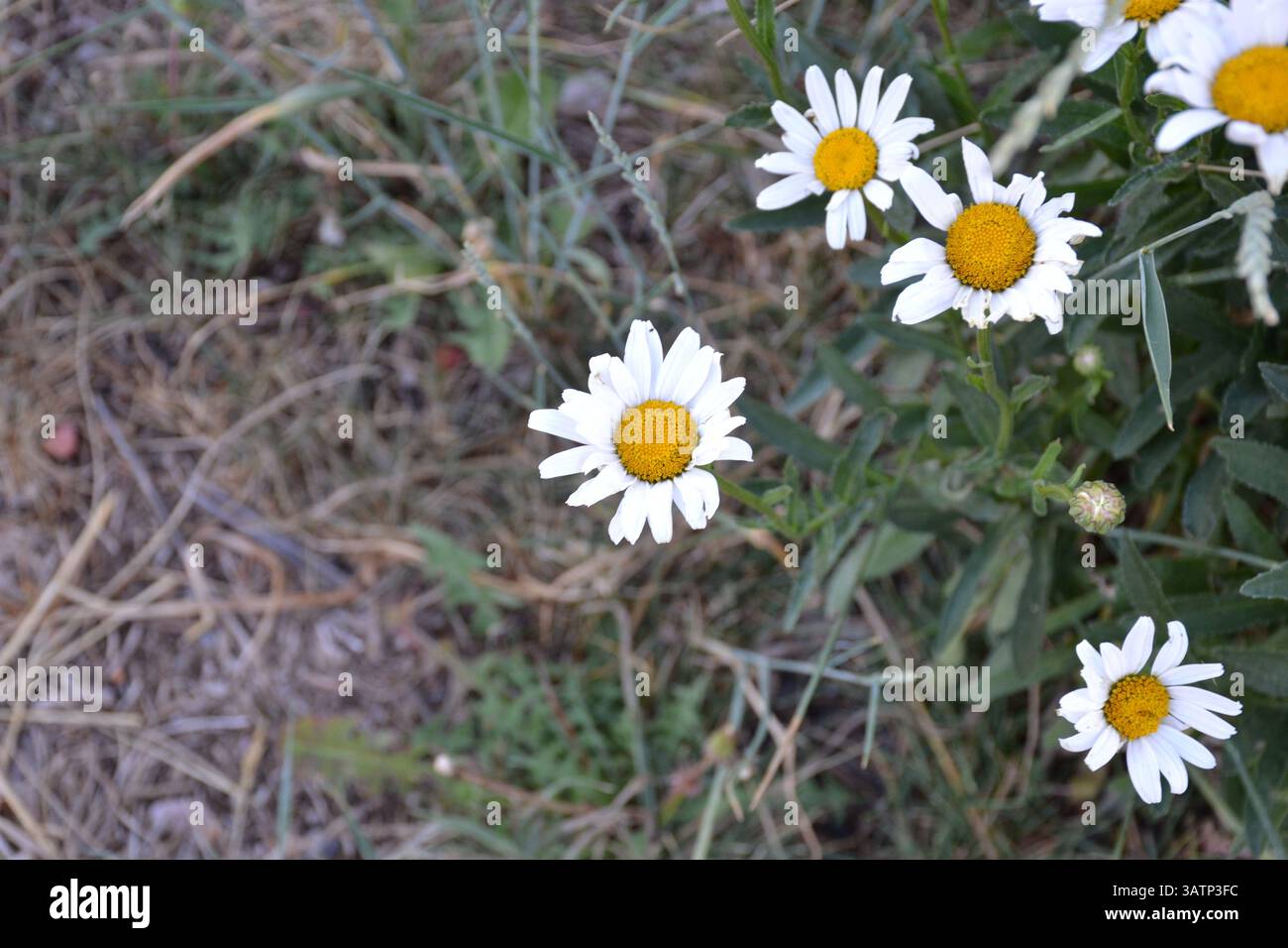 Einheimische Wunderschöne Wildblumen Stockfoto