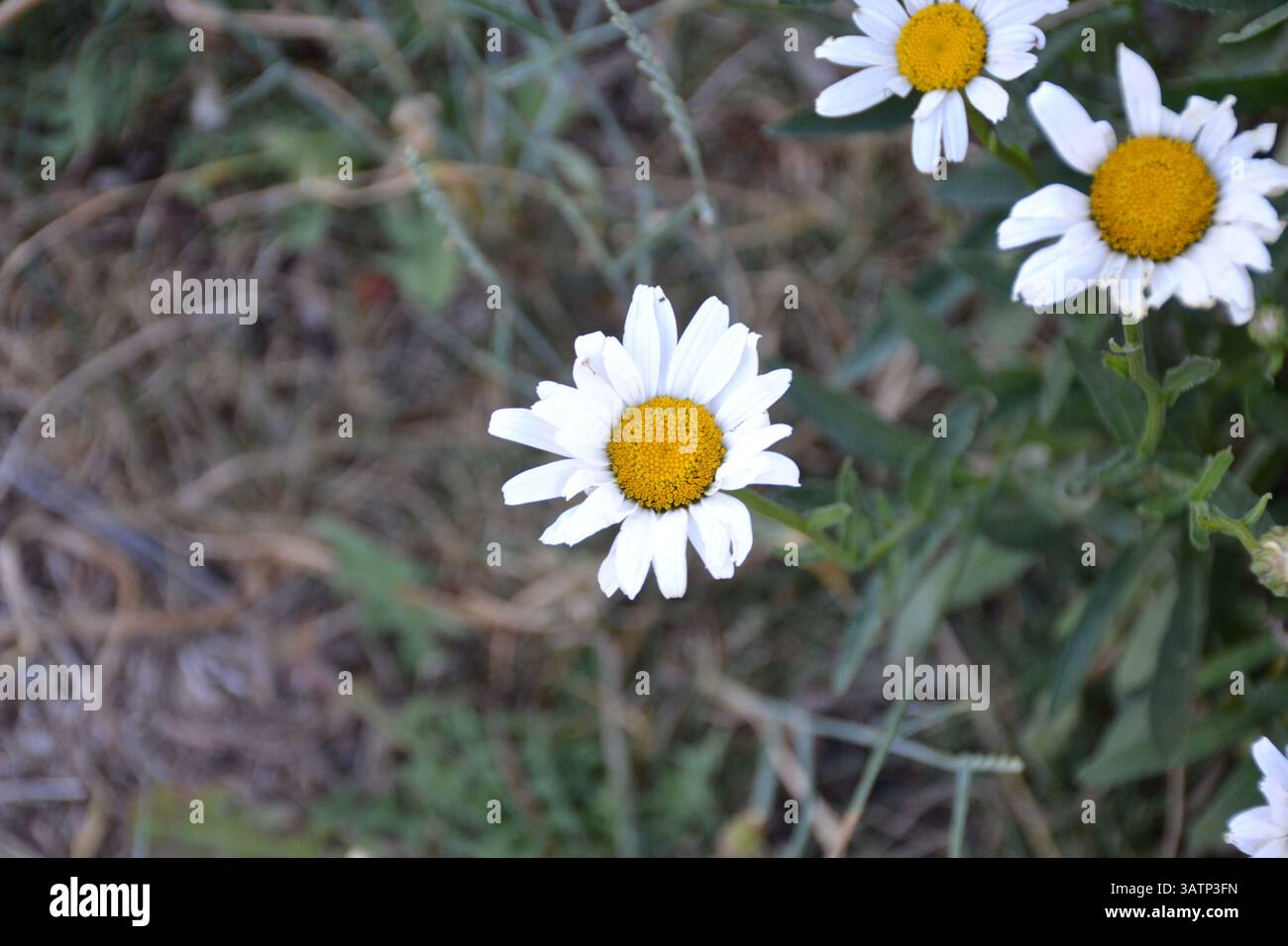 Einheimische Wunderschöne Wildblumen Stockfoto