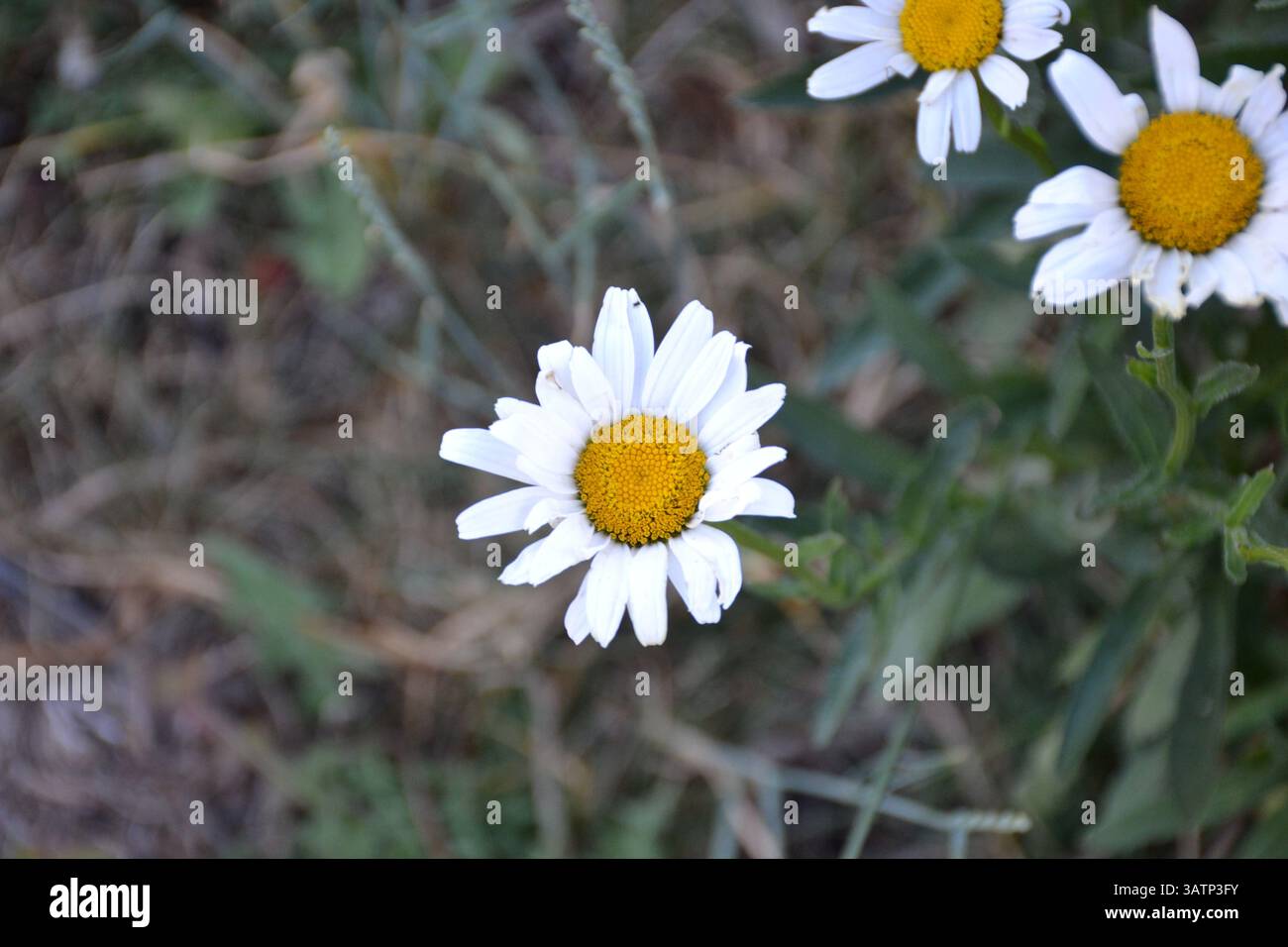 Einheimische Wunderschöne Wildblumen Stockfoto