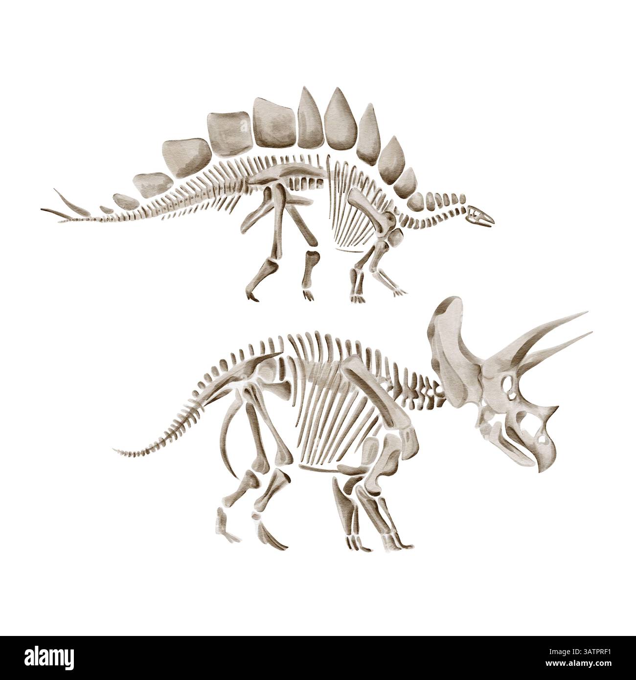Stegosaurus und triceratops Dinosaurierskelett. Altes Fossil. Museumsausstellung. Ausgrabungsartefakt. Aquarellabbildung isoliert vom Hintergrund Stockfoto