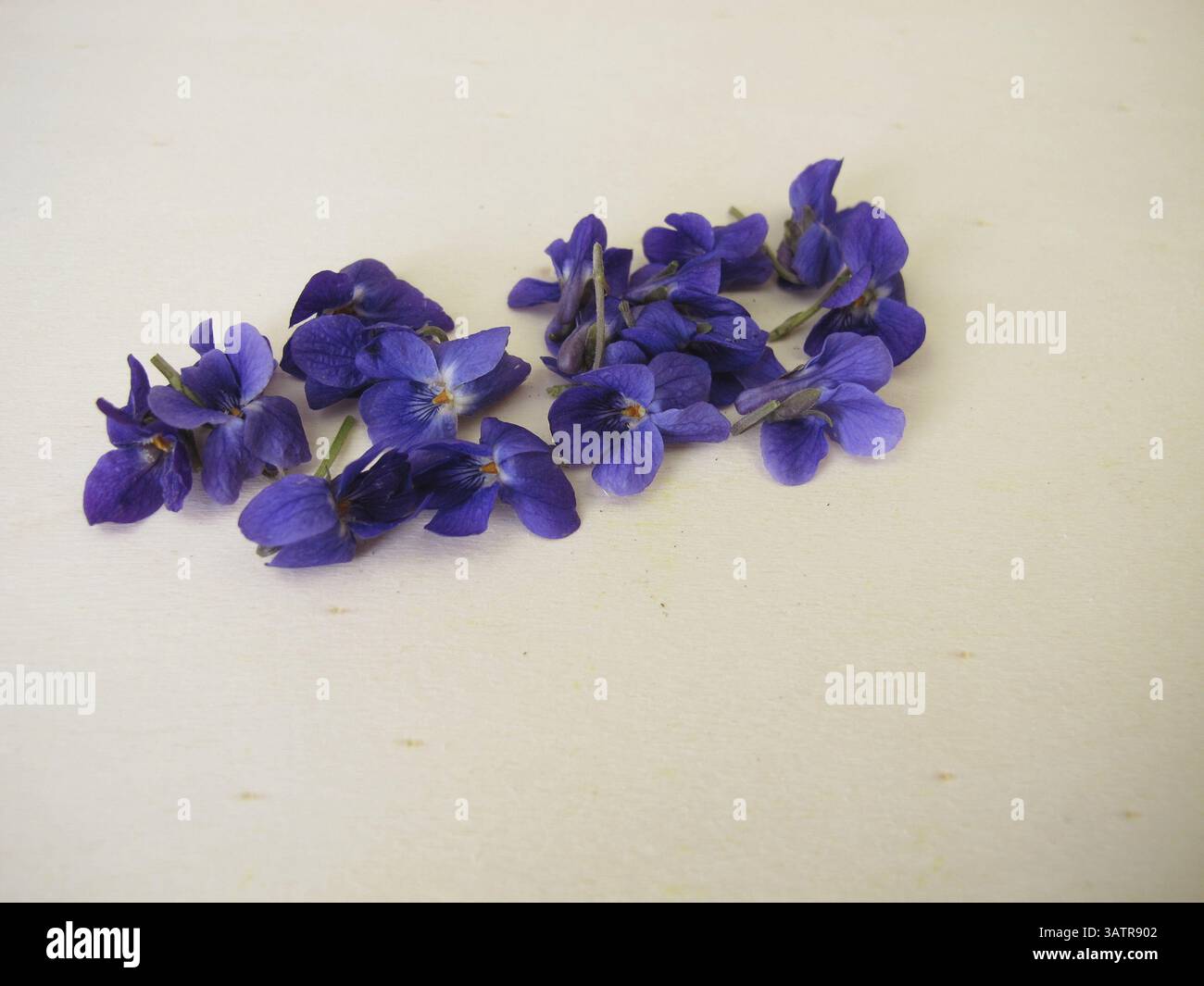 Duftende Veilchen, Blüten duftender Veilchen auf einem Holzbrett Stockfoto