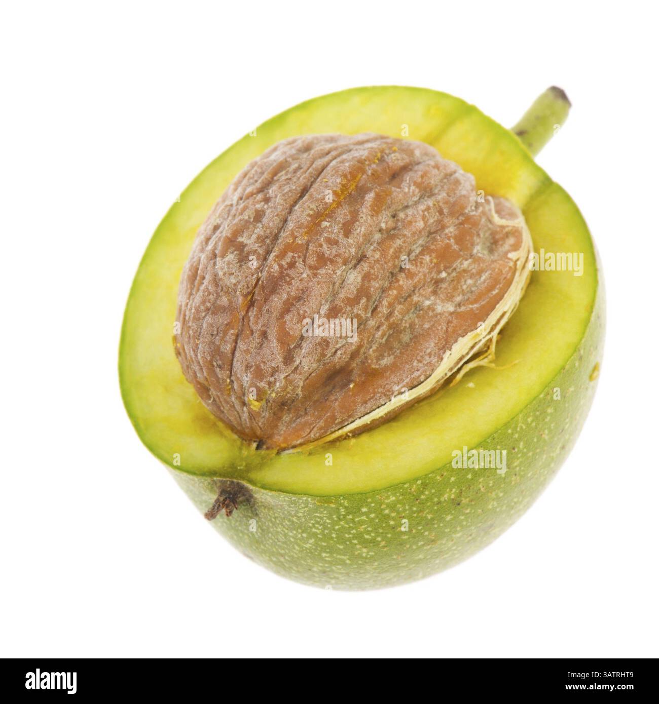 Reife Walnuss in grüne Schale isoliert auf weißem Hintergrund Stockfoto