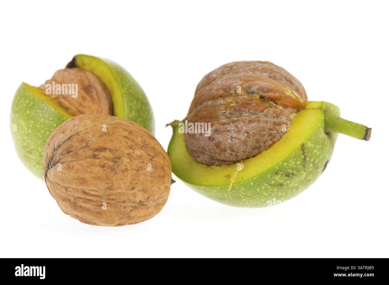 Reife Walnüsse in grüne Schale isoliert auf weißem Hintergrund Stockfoto
