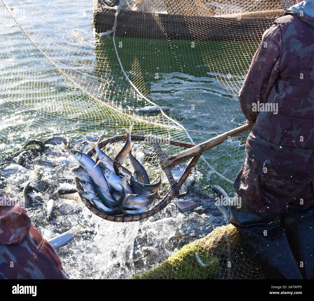 Ein Fischer schöpft Fisch aus einem Netz Stockfoto