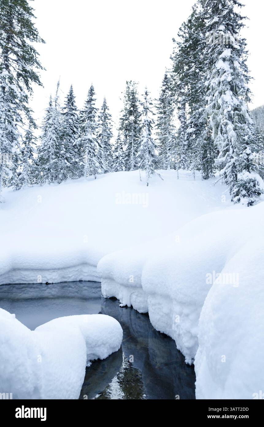 Nicht gefrierender Fluss im Winter mit wild schneebedecktem Firbaumwald Stockfoto