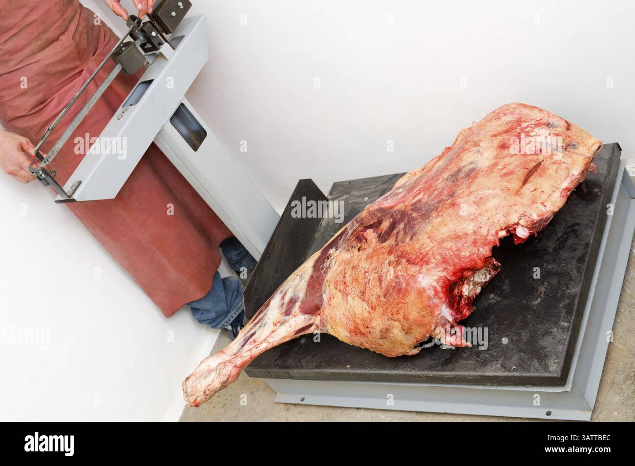 Ein Keule frischer Rinderschlachtkörper auf einer Bodenwaage Stockfoto