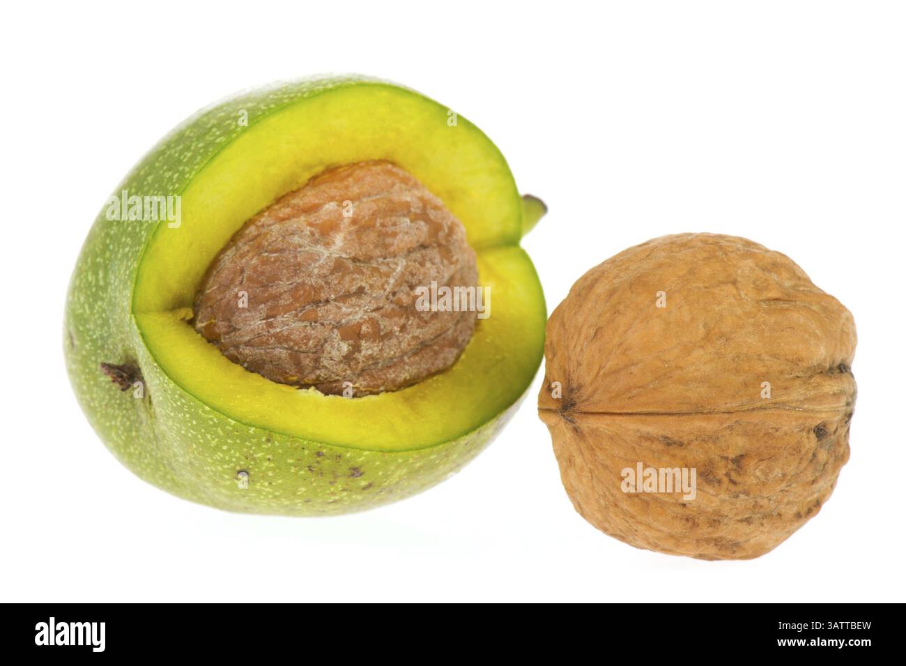 Reife Walnüsse in grüne Schale isoliert auf weißem Hintergrund Stockfoto