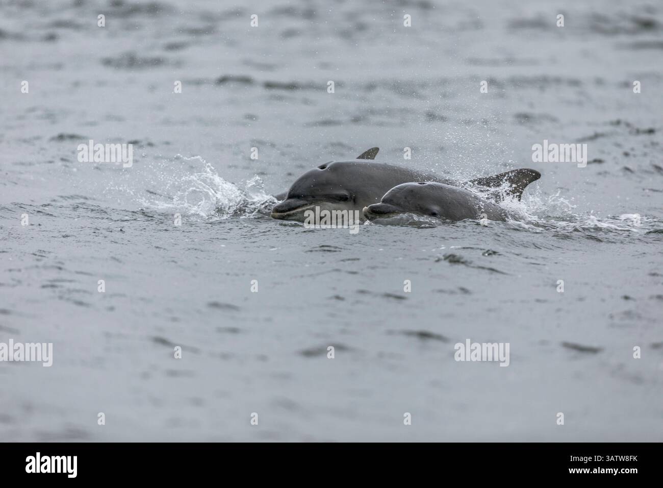 Große Tümmler; Tursiops truncatus; Erwachsene und Junge; Großbritannien Stockfoto