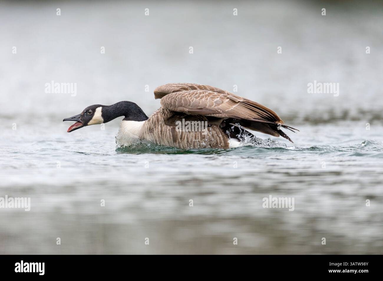 Canada Goose; Branta canadensis; Display; UK Stockfoto