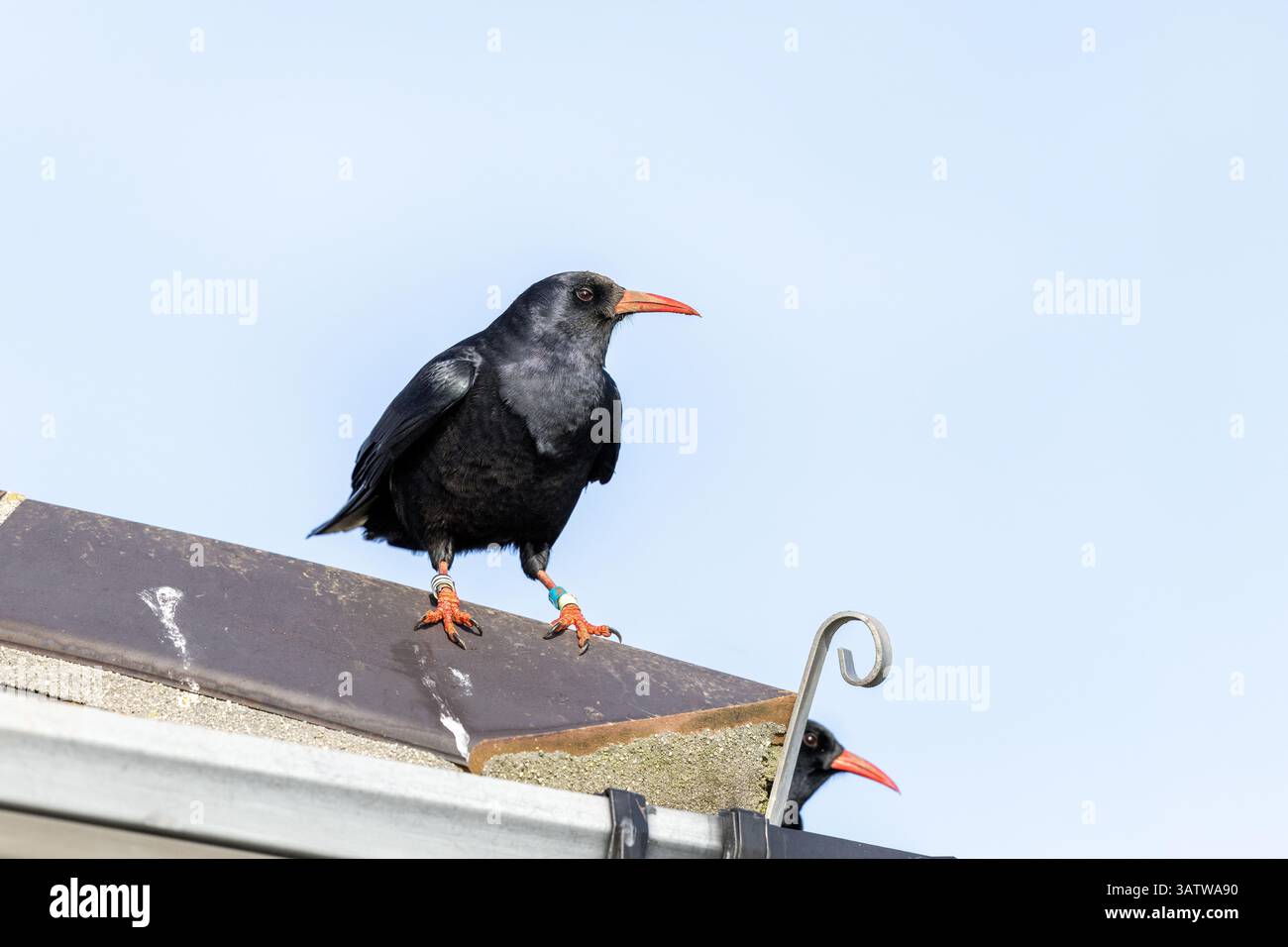Chough; Pyrrhocorax pyrrhocorax; auf einem Dach; UK Stockfoto