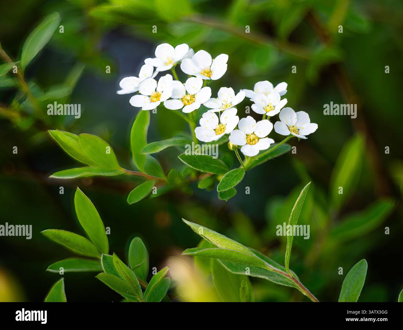 Nahaufnahme kleiner weißer Blüten mit gelben Mittelpunkten, umgeben von grünen Blättern. Stockfoto