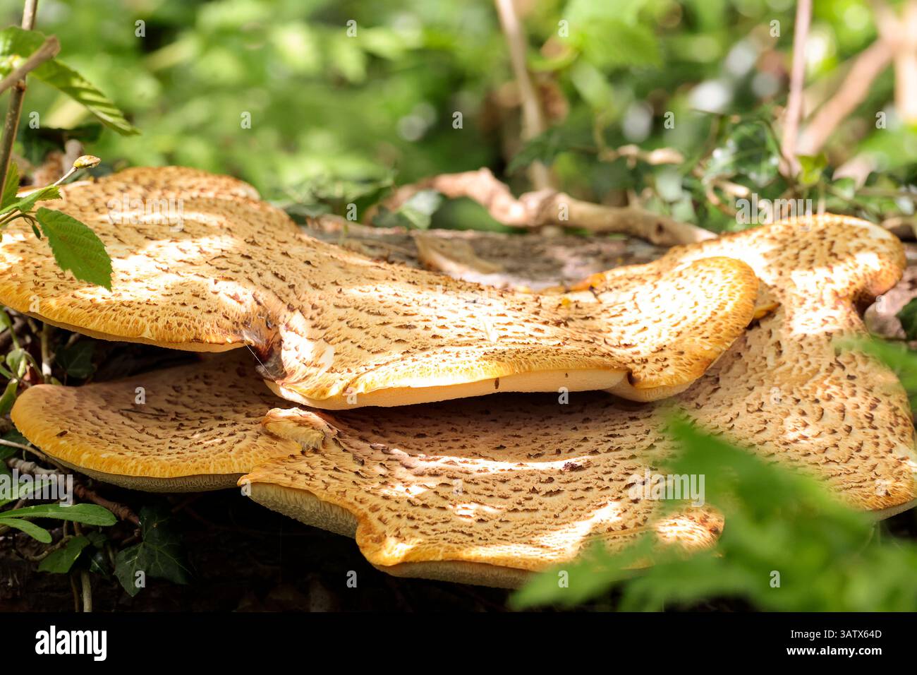 Große Klammer oder Regalpilze auf totem gefallenem Baumstamm zwei Ebenen ungleichmäßige Kanten weiße Kiemen oben blassbraun mit dunklen Skalen orangen Außenkanten Stockfoto