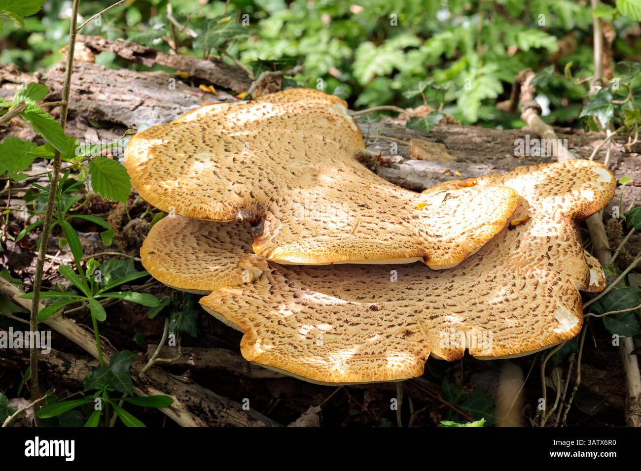 Große Klammer oder Regalpilze auf totem gefallenem Baumstamm zwei Ebenen ungleichmäßige Kanten weiße Kiemen oben blassbraun mit dunklen Skalen orangen Außenkanten Stockfoto