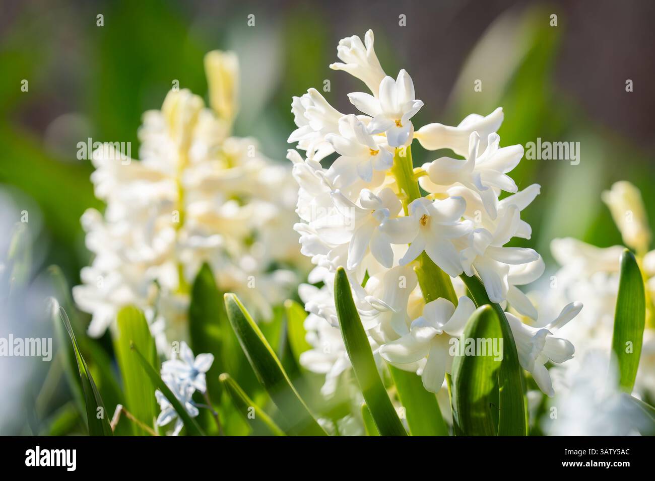 Hyacinthus orientalis-Blüte auf verschwommenem Hintergrund. Weiße (Carnegie) Hyazinthen blühen im Garten. Wird in der Parfümindustrie verwendet. Stockfoto