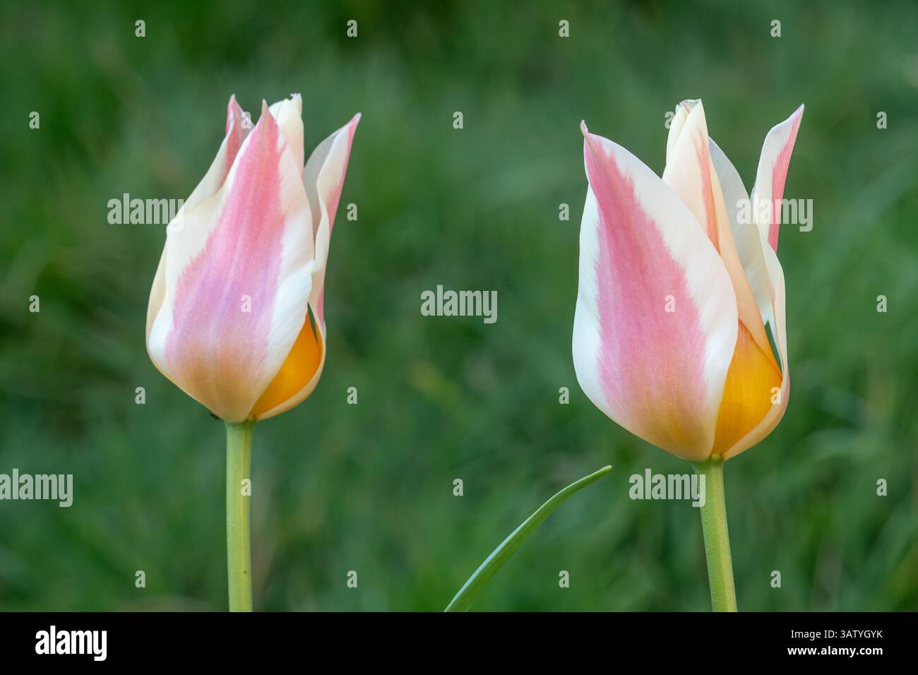 Tulpe Quebec, Tulpen mit blassgelben Blüten mit einem purpurroten Streifen entlang der Mitte des Blütenblattes, blühend im April, Großbritannien. Federglühlampen Stockfoto