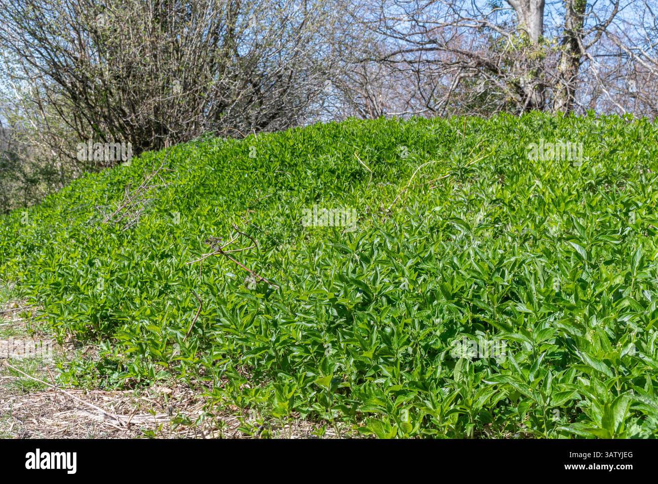 Dog's Mercury (Mercurialis perennis) pflanzt im April oder Frühjahr in England, Großbritannien, Teppiche auf einer Bank in der Landschaft von Hampshire Stockfoto