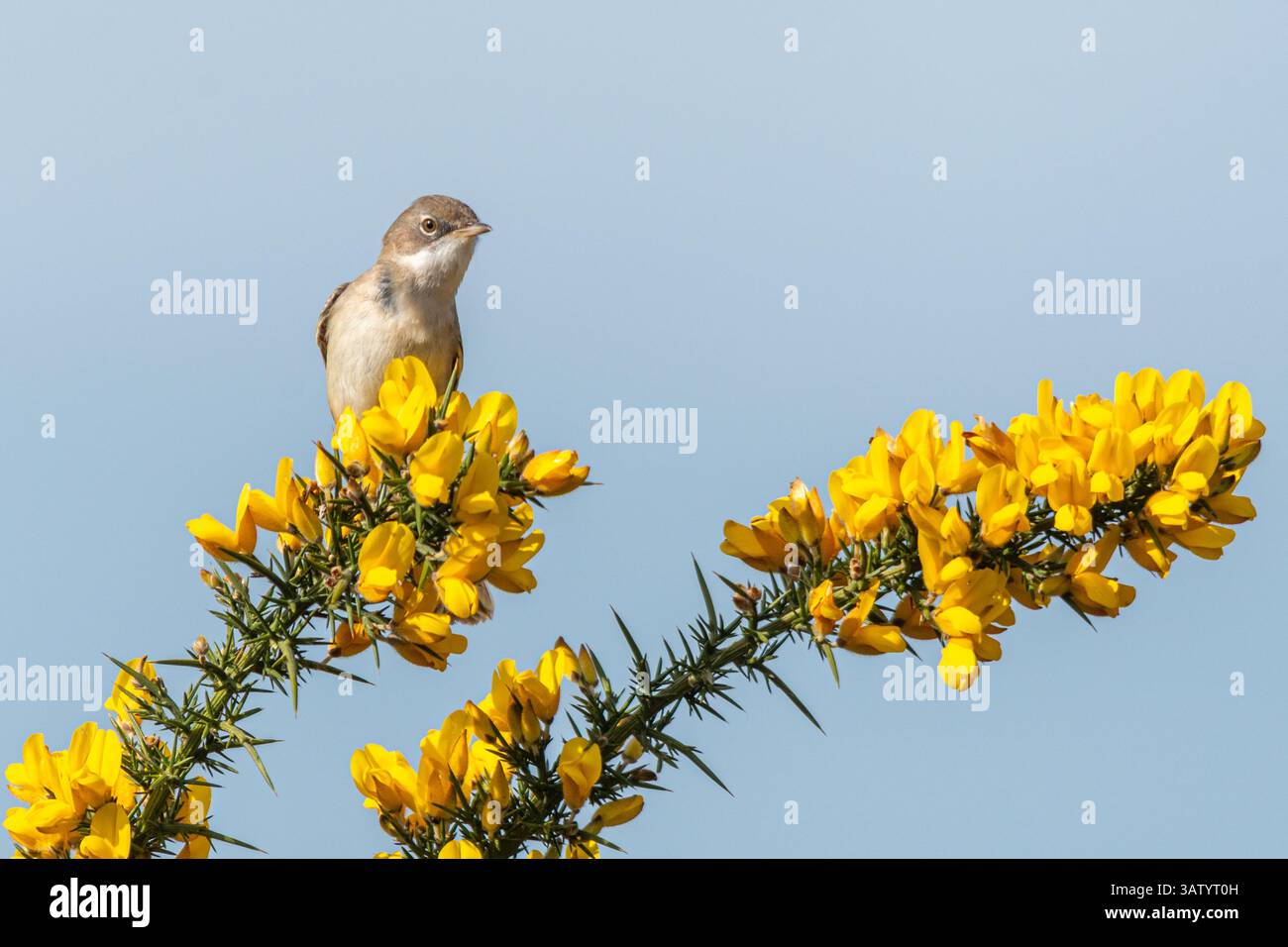 Whitethroat-Vogel (Sylvia communis, alter Name Curruca communis, auch bekannt als Greater Whitethroat oder gemeiner Whitethroat), der im Ginsterstrauch in Surrey, England, liegt Stockfoto