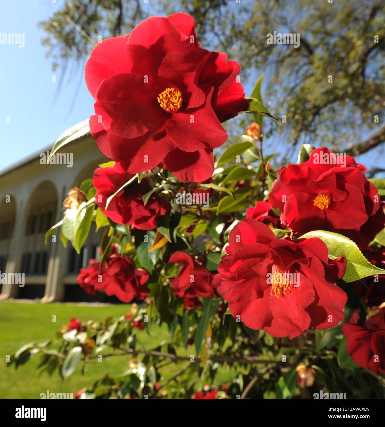 17. März 2013 - Modesto, Kalifornien, USA - ELIAS FUNEZ/efunez@modbee.com.The Royal Velvet Variety of Camellia wächst während der 52. Jährlichen Camellia Show auf einem Pfad neben dem Verwaltungsgebäude der Gallo Winery. (Bild: © Elias Funez/Modesto Bee Via ZUMA Wire) Stockfoto