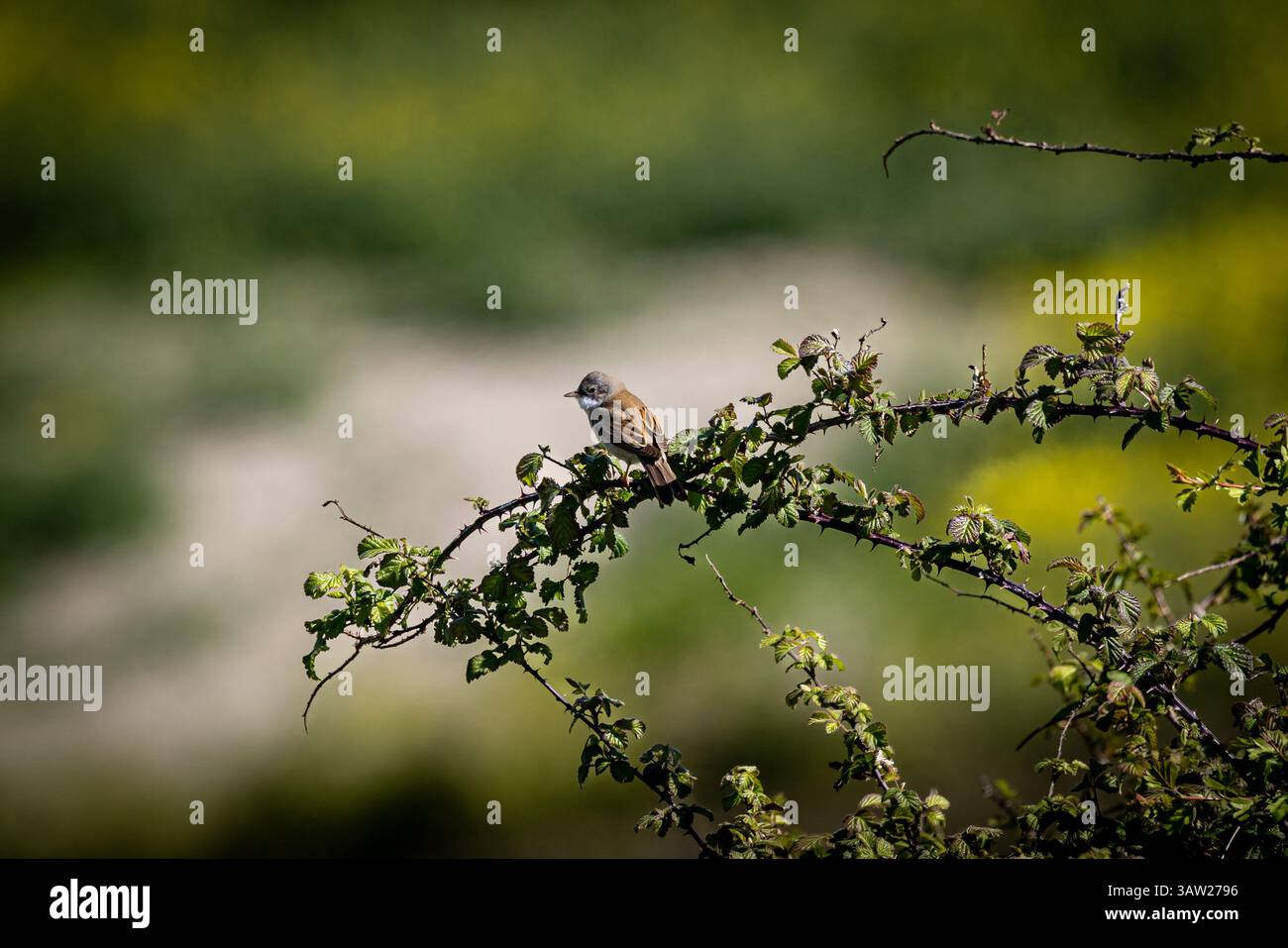 Eine Curruca Communis, allgemein bekannt als Common Whitethroat, im ländlichen Sussex an einem sonnigen Frühlingstag Stockfoto