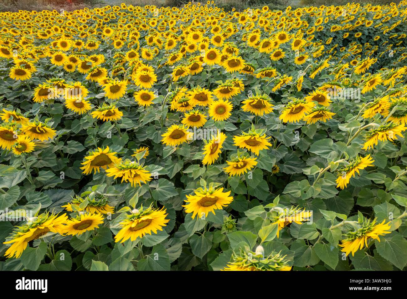 Luftdrohnenansicht der Agrarindustrie Nahaufnahme der Sonnenblumenernte, Hintergrundstruktur des Agrarkonzepts Stockfoto