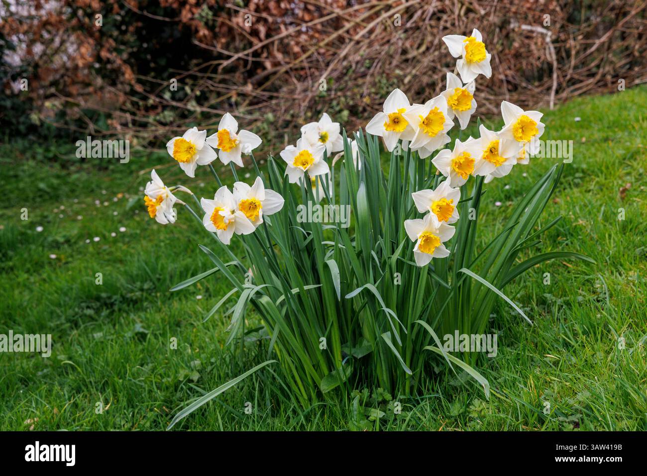 Narzissen blühen Stockfoto