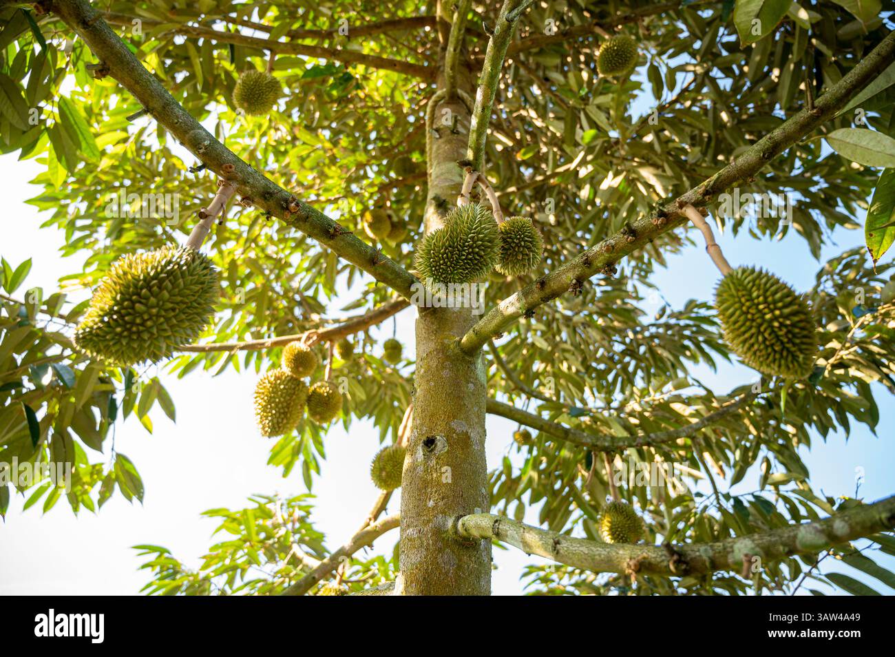 Durian ist eine Frucht, die als König der Früchte bekannt ist. Der Durianeffekt ist groß und hat harte Dornen, die die gesamte Schale bedecken. Durian ist eine Frucht mit einem Uniq Stockfoto