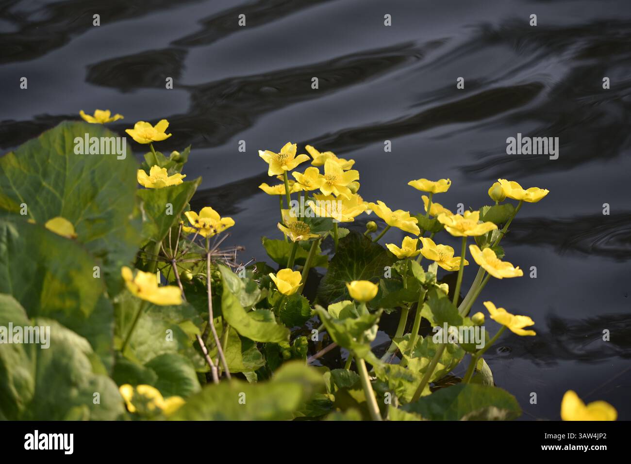 Marsh Marigolds (Caltha palustris) vor weichem Wasser genommen, aufgenommen im April in Mitte Wales, Großbritannien Stockfoto