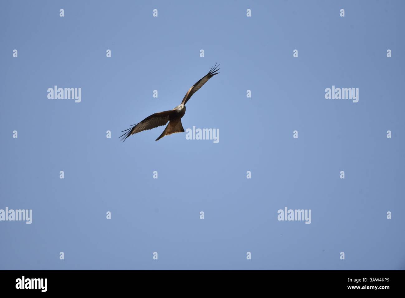 Red Kite (Milvus milvus) fliegt schräg zur Kamera, mit ausgestreckten Flügeln und Augen auf der Kamera, aufgenommen in Mitte Wales, Großbritannien im April Stockfoto