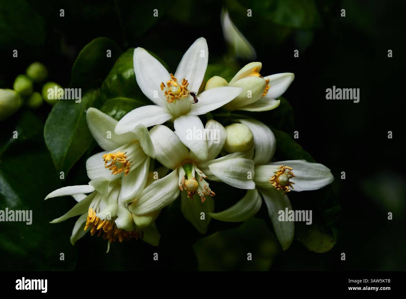 Nahaufnahme von Grapefruitblüten mit grünen Blättern in natürlichem Licht Stockfoto