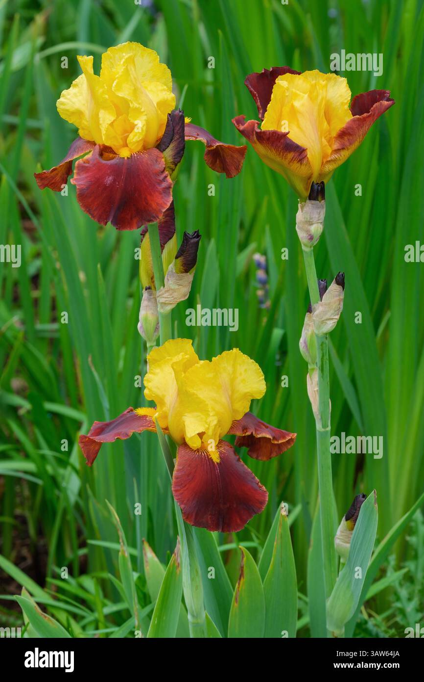 Iris Andalou, hochbärtig, Blumen mit gelben Steinen, samtrote Fälle, gelber Bart Stockfoto